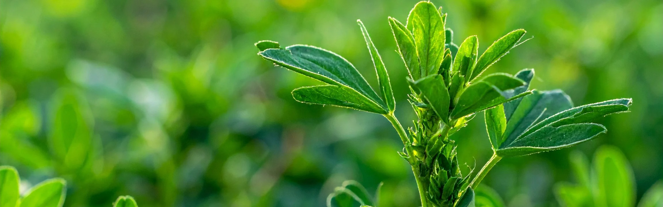 Alfalfa Juice Powder