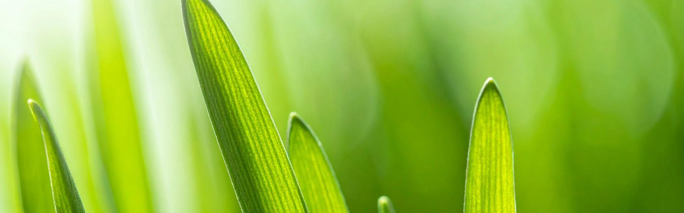 Barleygrass Juice Powder