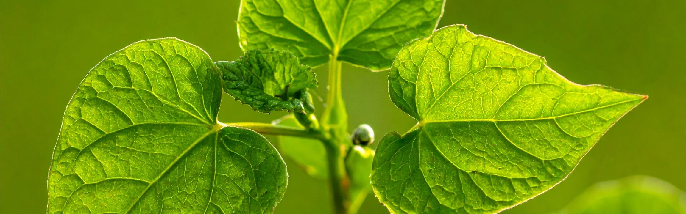 Buckwheat Juice Powder